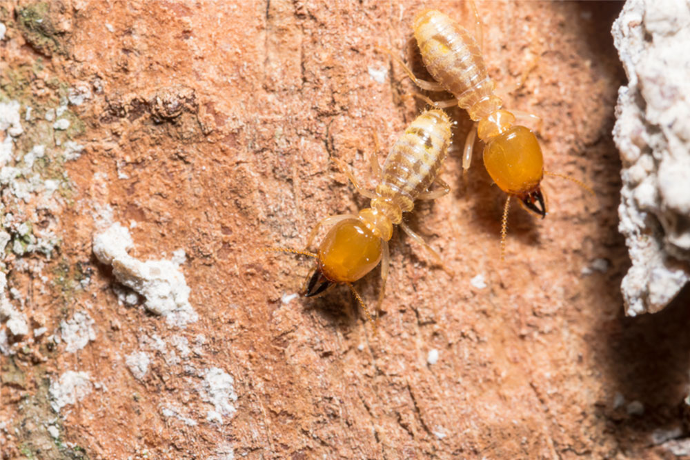 Common Signs You May Have Termites In Your Home - All Pest Control Newcastle